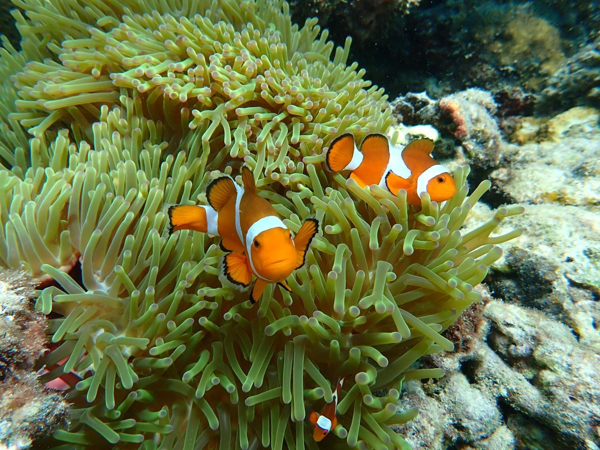 Jsk Mantanani Island Resorts Buitenkant foto